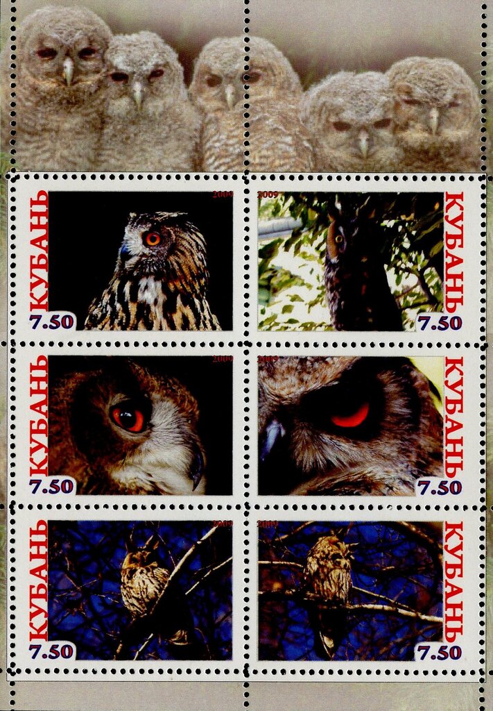 Owls