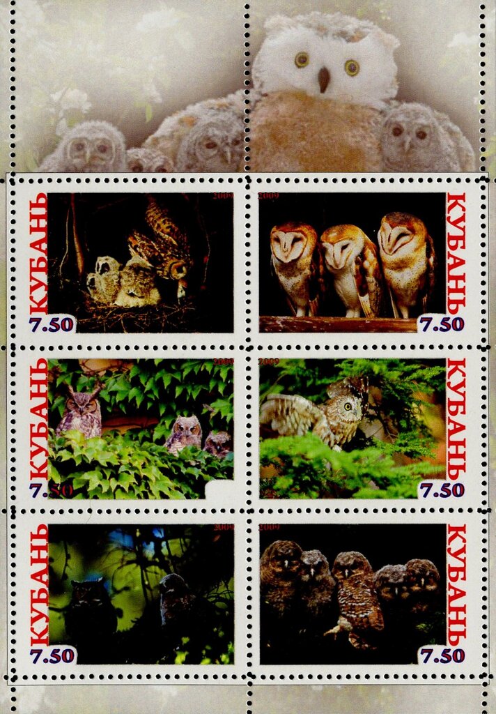 Owls