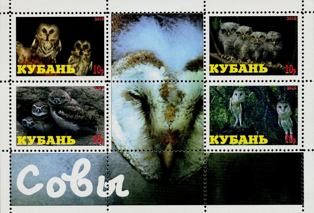 Owls