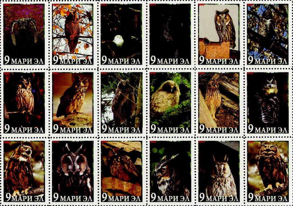 Owls