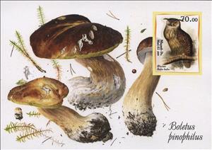 Souvenir Sheet, Owls, Cinderellas,  , Animals (Fauna), Birds, Birds of Prey, Owls