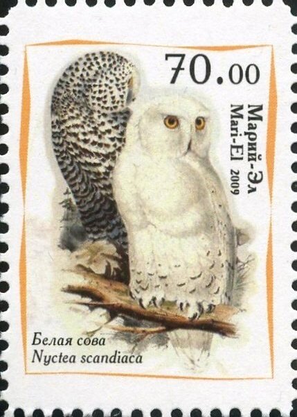 Owls