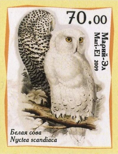Owls