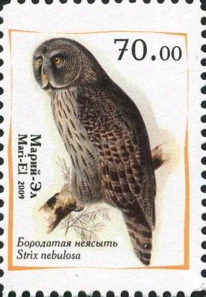 Owls