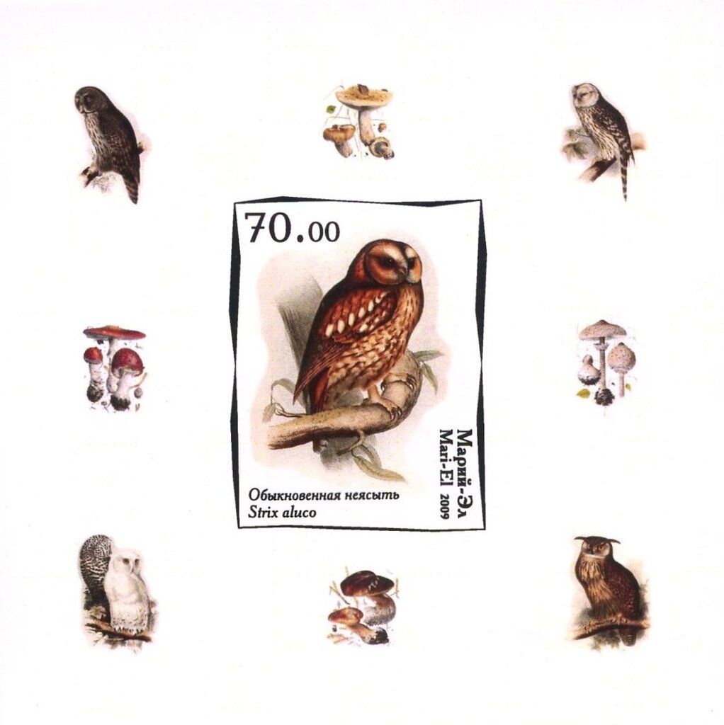 Owls