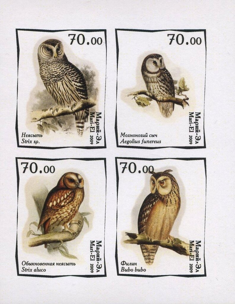 Owls