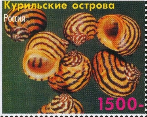 Shells