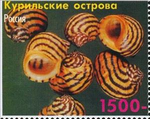 Stamp, Shells, Cinderellas,  , Shells
