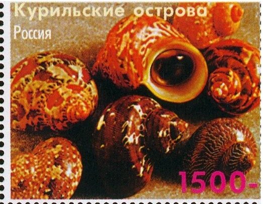 Shells