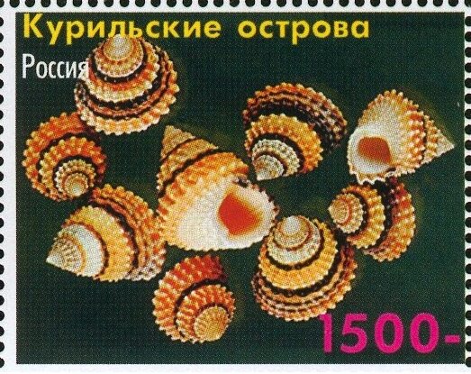 Shells