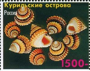 Stamp, Shells, Cinderellas,  , Shells