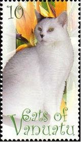 White Cat (Felis silvestris catus)
