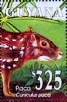 Lowland Paca (Cuniculus paca)