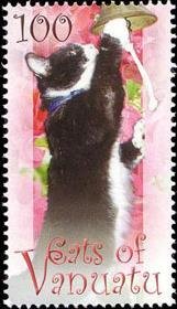 Black-white Cat (Felis silvestris catus)