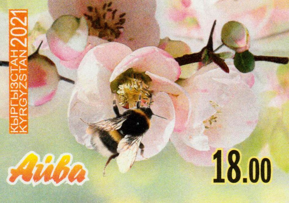 Blooming quince