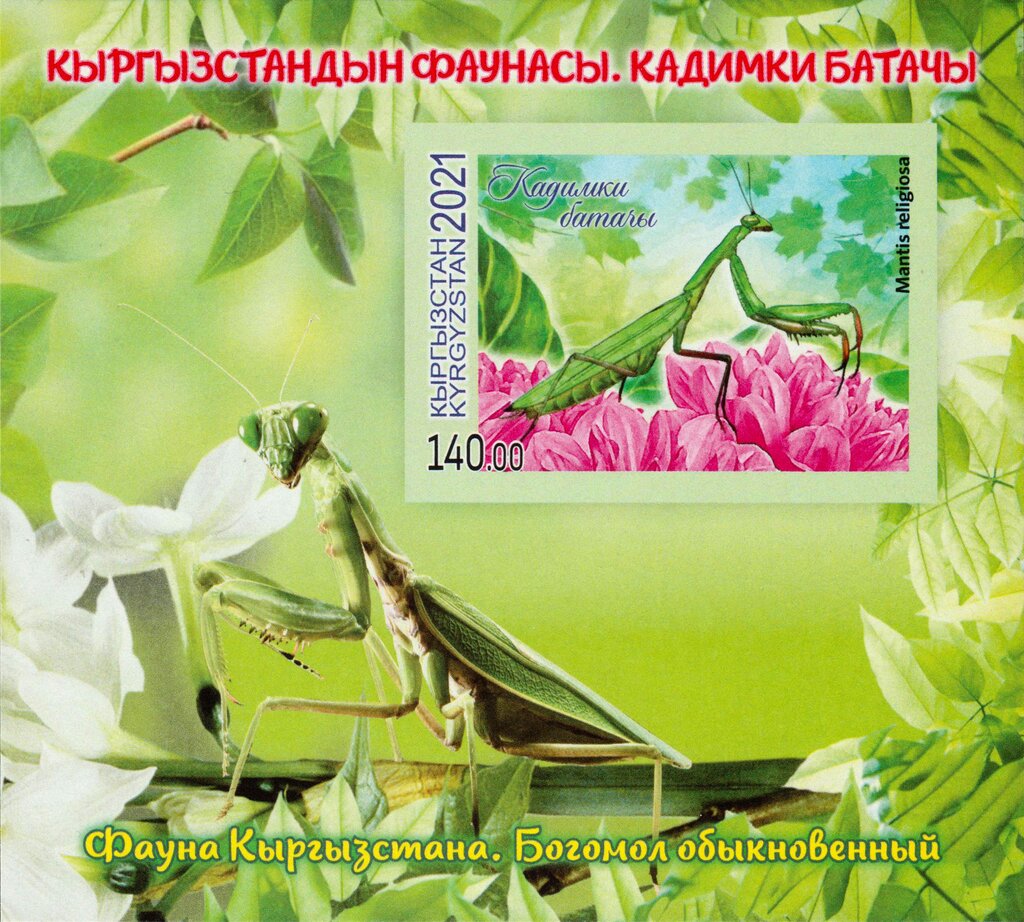 European Mantis (Mantis religiosa)