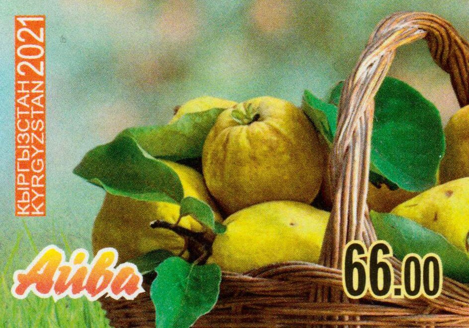 Rich harvest of quince