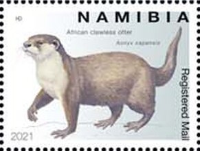 African Clawless Otter (Aonyx capensis)