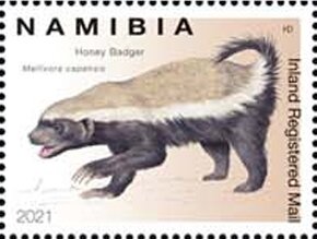 Honey Badger (Mellivora capensis)