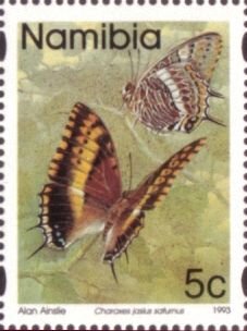 Koppie Charaxes (Charaxes jasius saturnus); syncopated