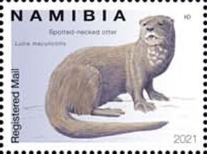 Spotted-Necked Otter (Hydrictis maculicollis)