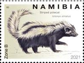 Striped Polecat (Ictonyx striatus)