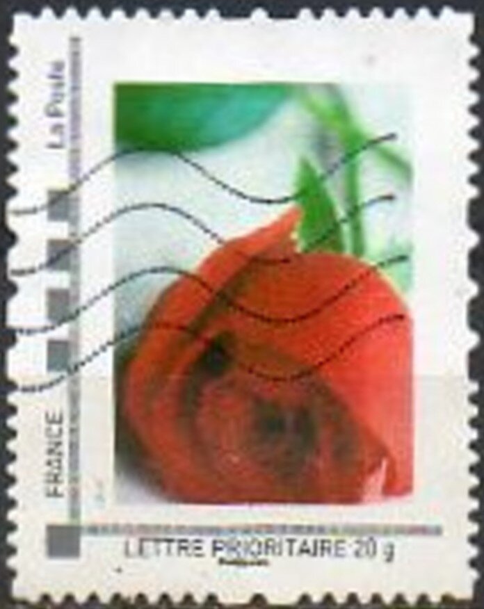 Single Red Rose
