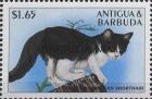 Bicolor American shorthair