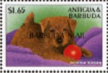 Norfolk terrier