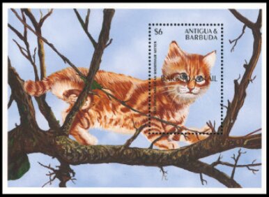 Red tabby American shorthair