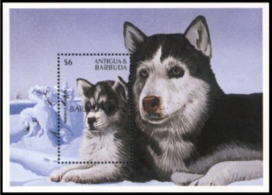 Siberian husky