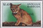 Sorrel abyssinian
