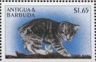 Tabby manx
