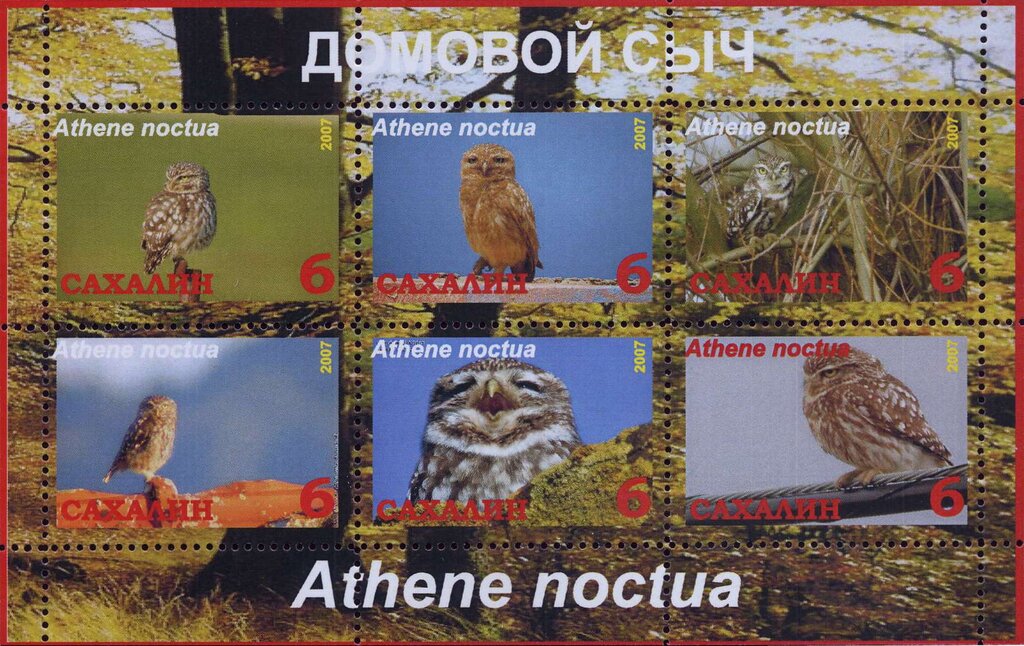 Athene noctua