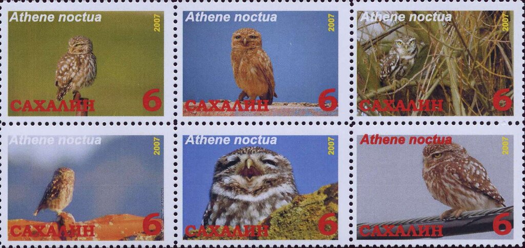 Athene noctua