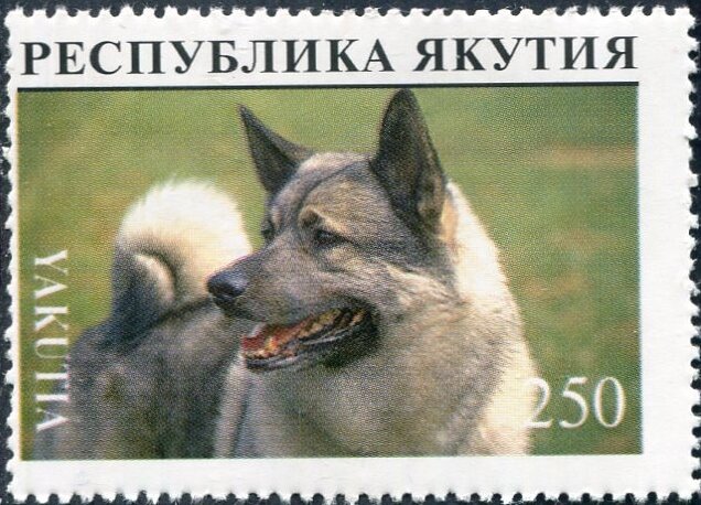 Dog