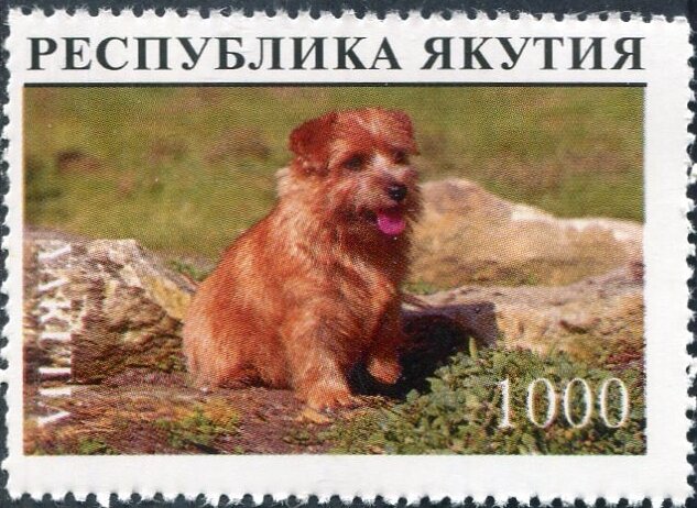 Dog