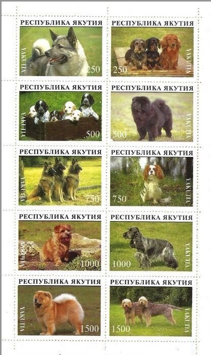 Dogs