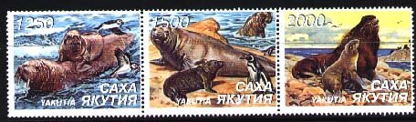 Elephant seals