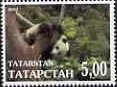 Koalas