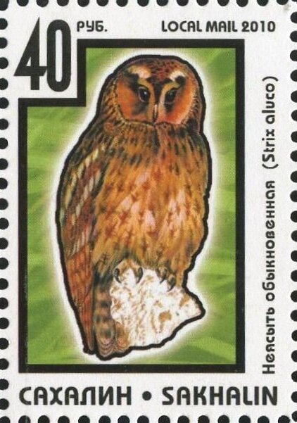 Owl
