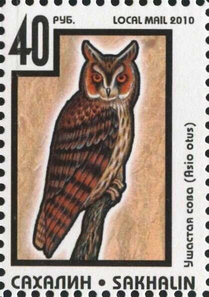 Owl