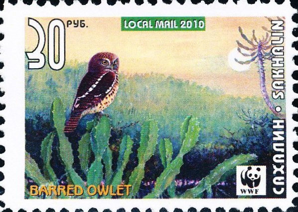 Owl