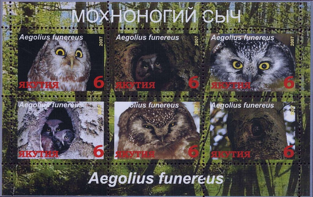 Owls