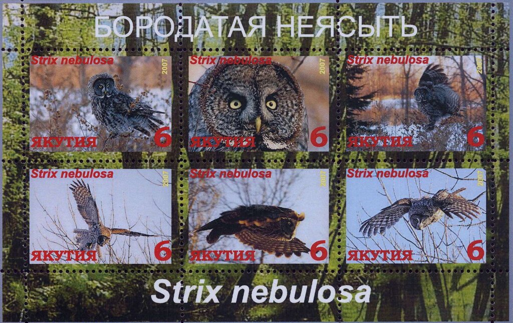 Owls