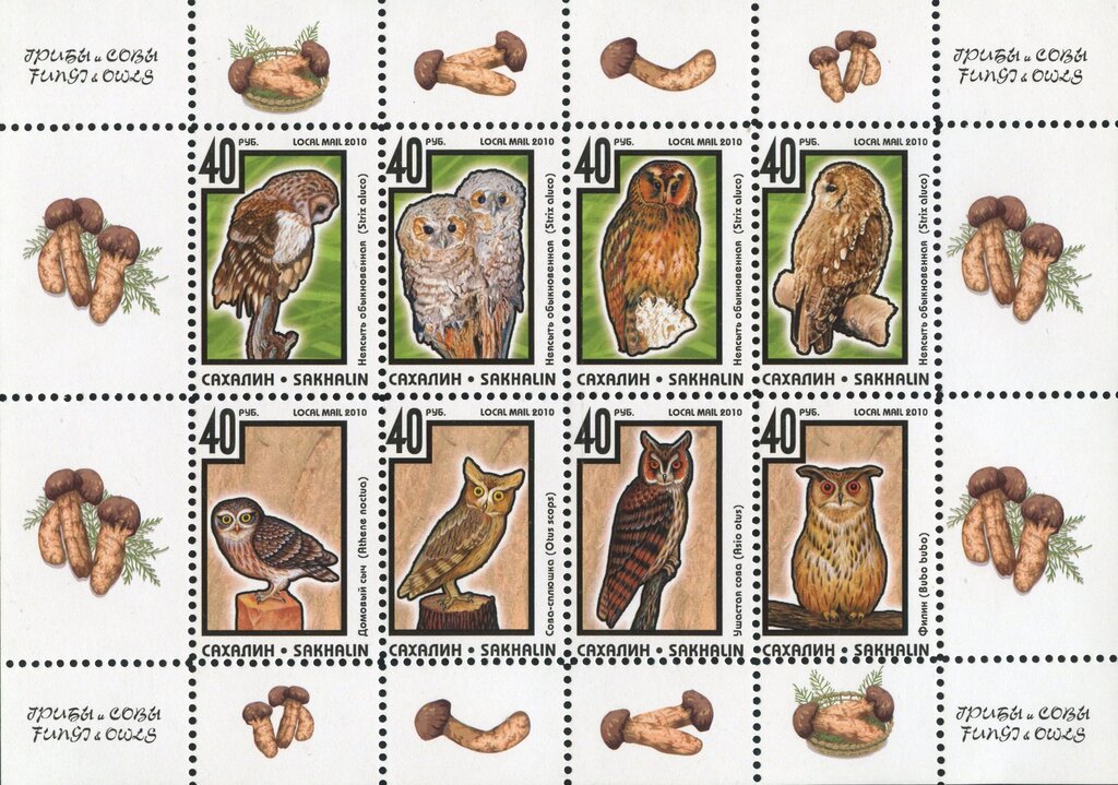 Owls
