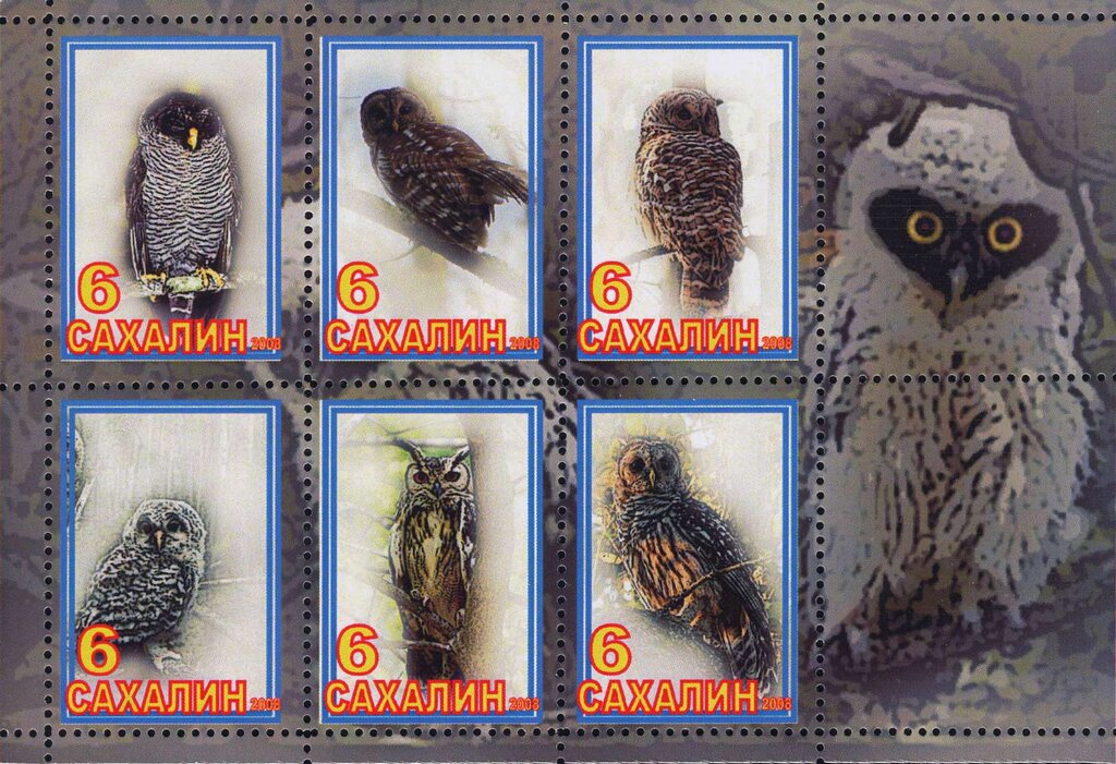 Owls