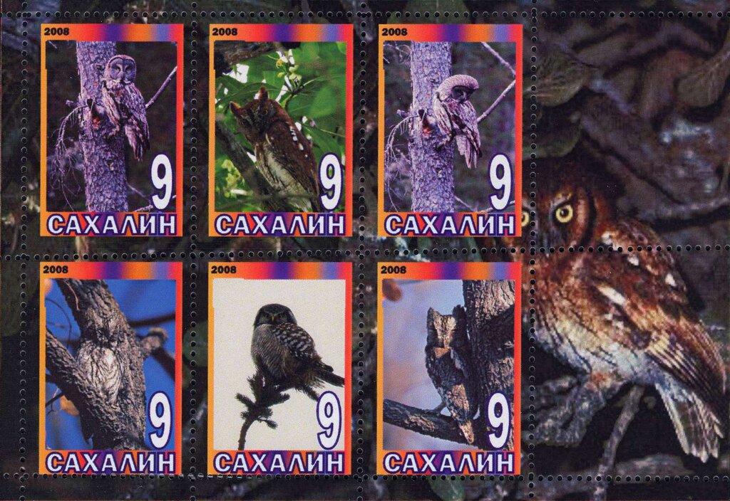 Owls