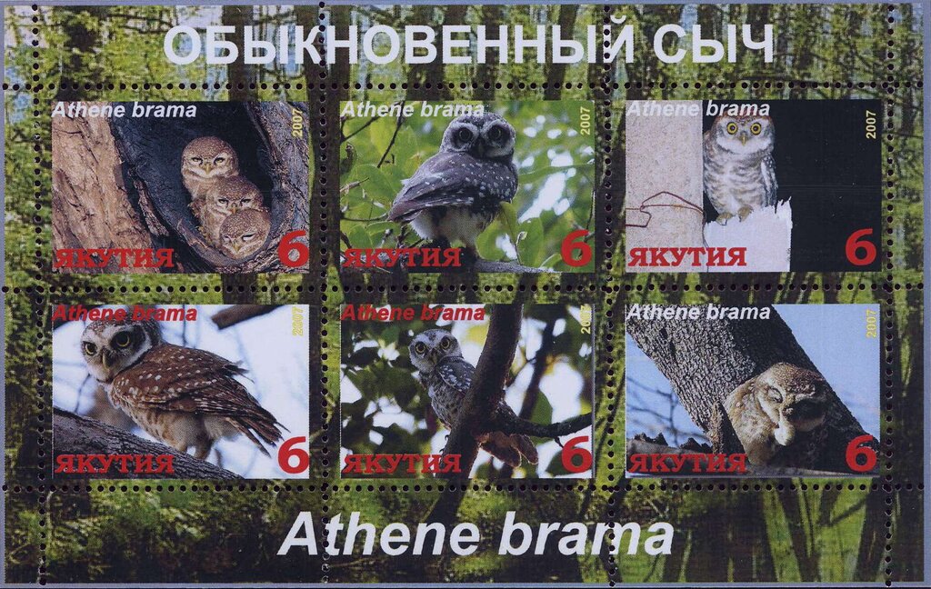 Owls