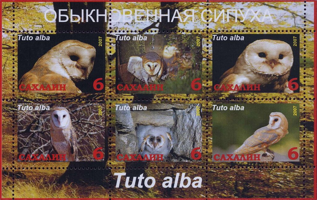 Tuto alba